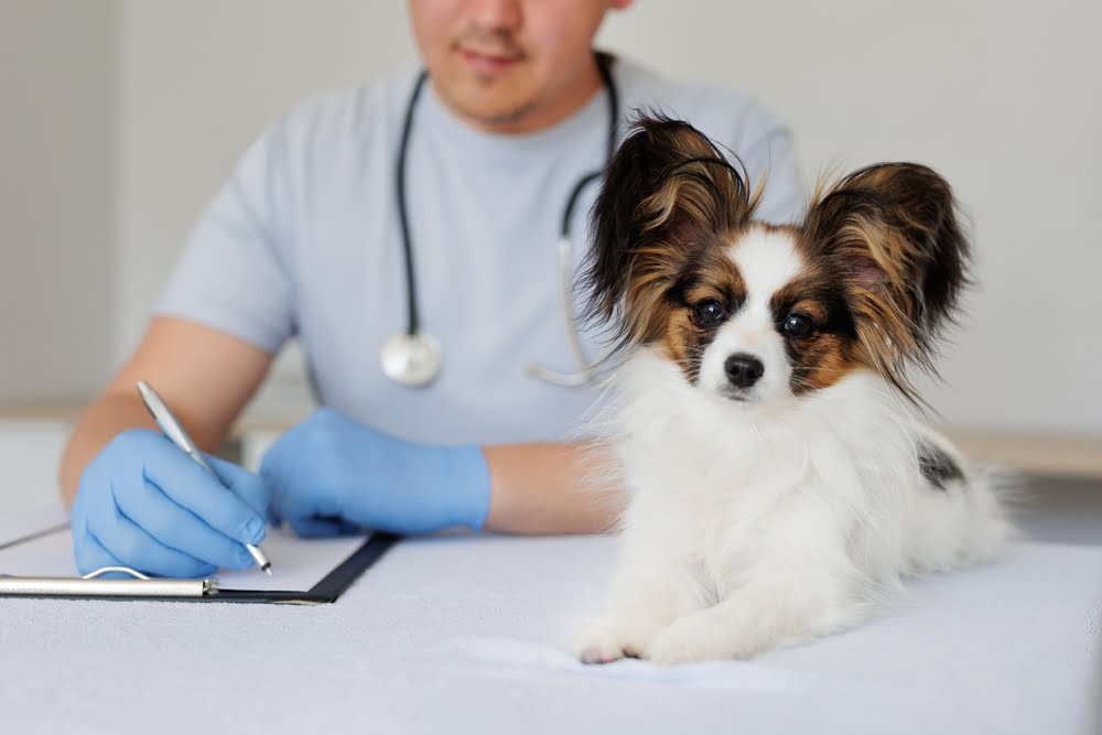 Veterinary Surgery in Goldsboro, NC Trusted Pet Surgery