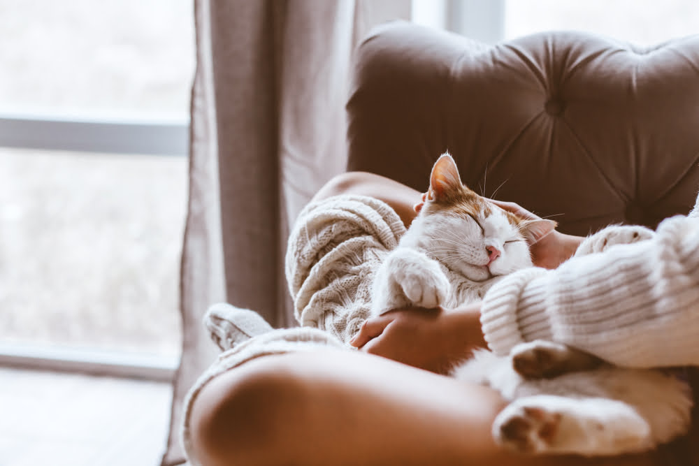 Mobile Veterinarian in Goldsboro, NC Mobile Veterinarian in Goldsboro, NC