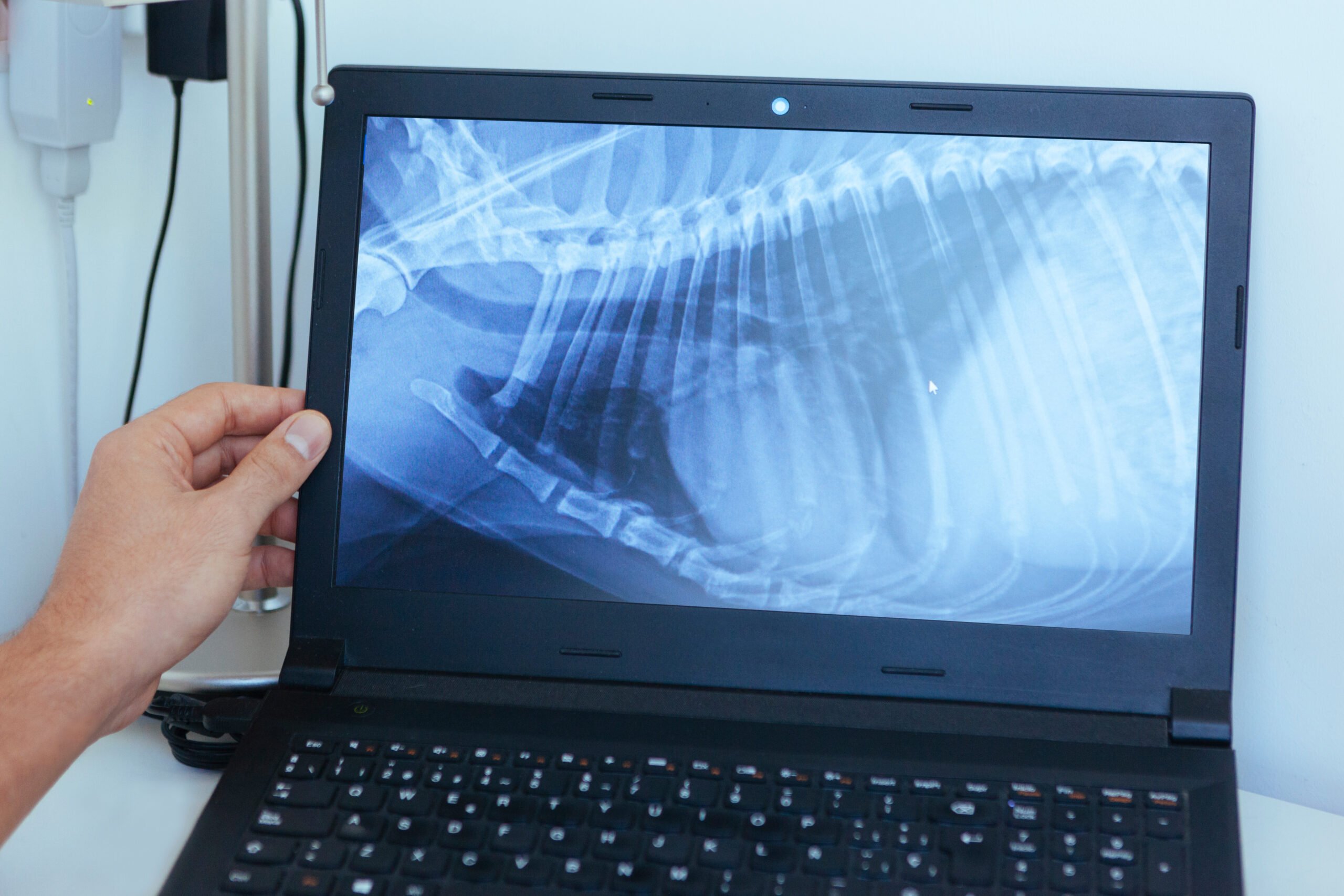Pet Digital Radiography in Goldsboro, NC