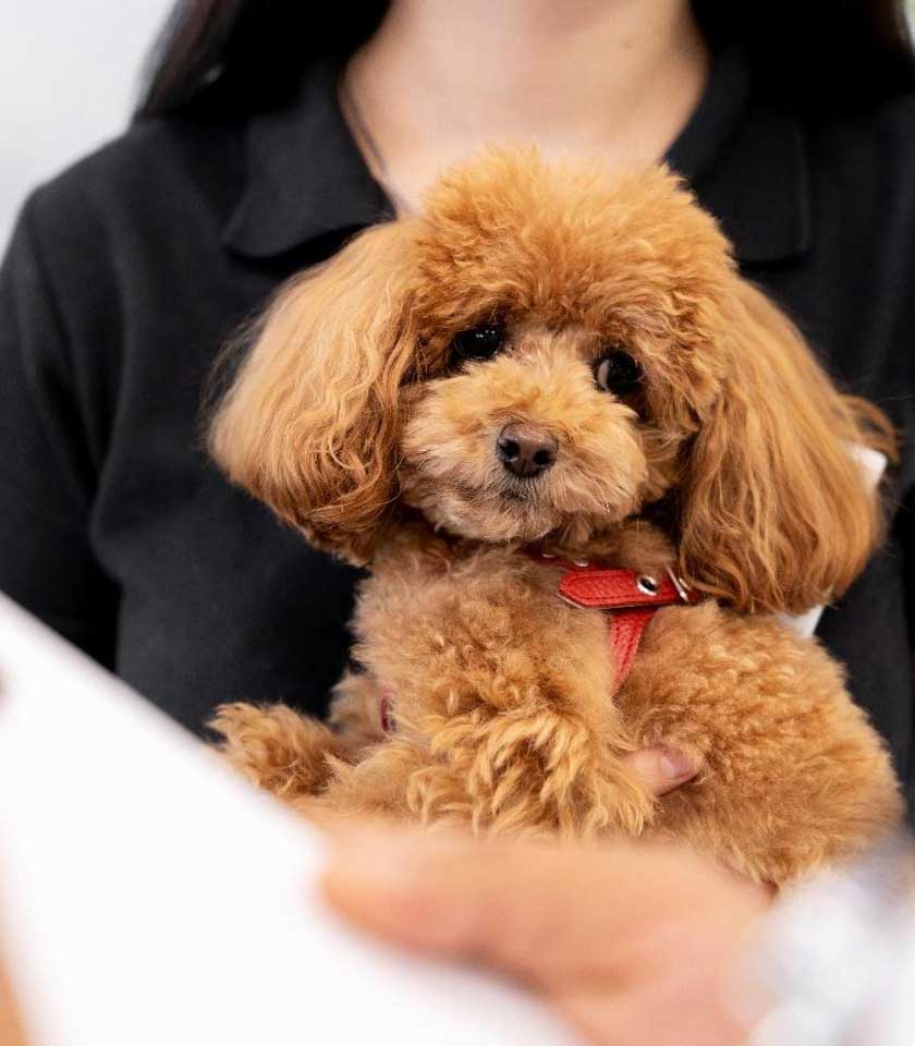 Veterinary Surgery in Goldsboro, NC