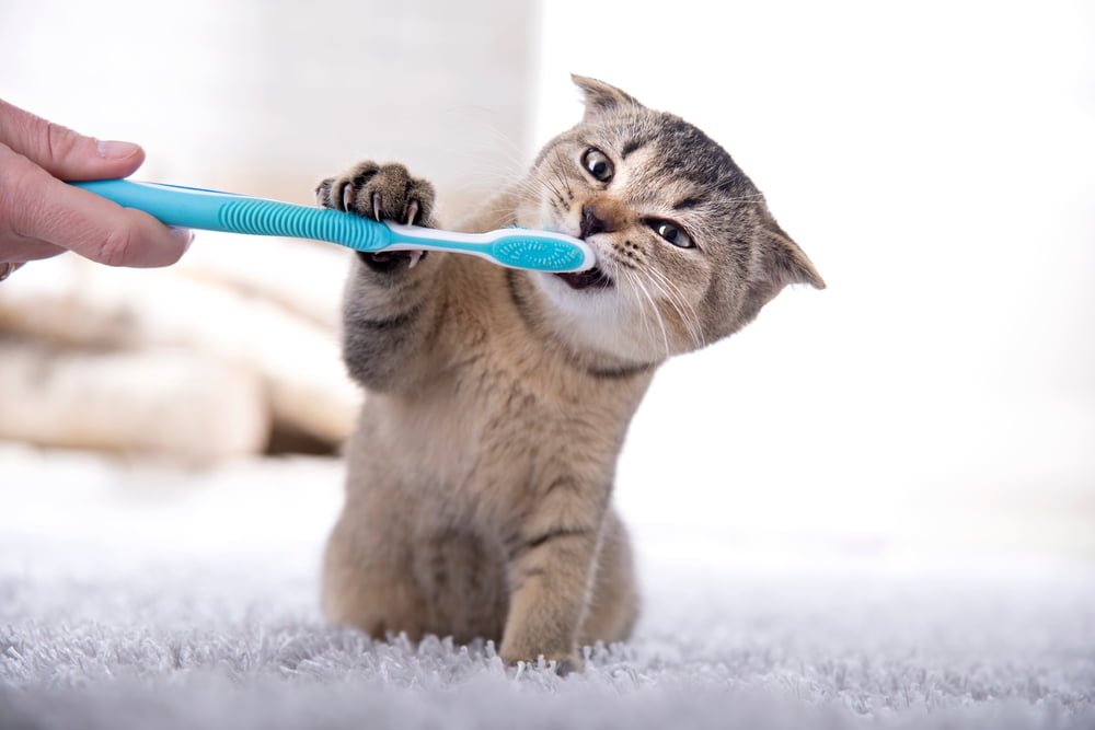 Pet Dental Care in Goldsboro, NC Pet Dental Care in Goldsboro, NC