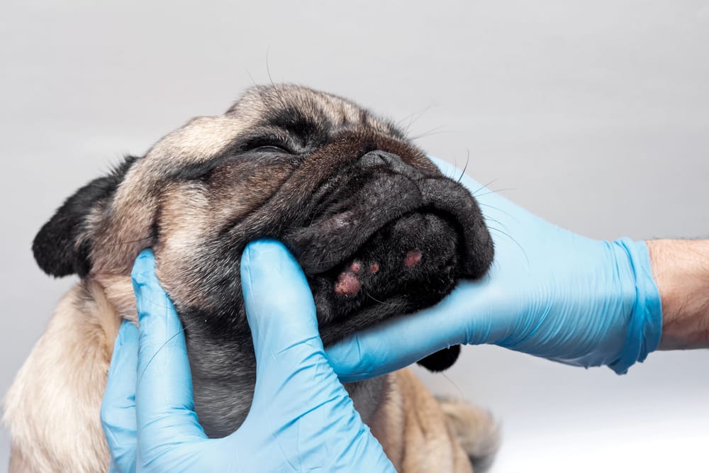 Can dogs get eczema? 8 Common Symptoms of Skin Allergies in Dogs