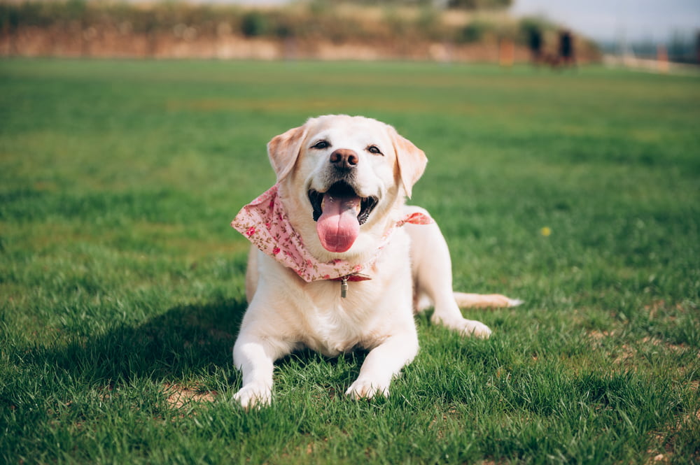 Pet Wellness Care in Goldsboro, NC