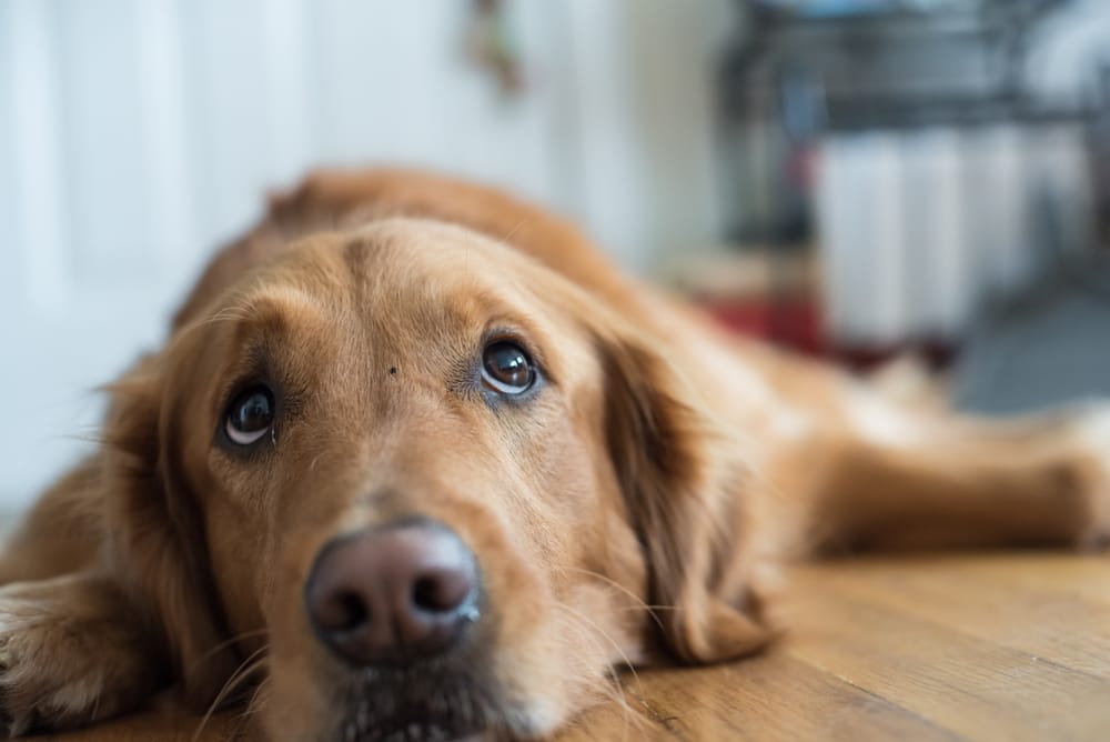 Can a dog get diabetes? 8 Symptoms of Diabetes in Dogs