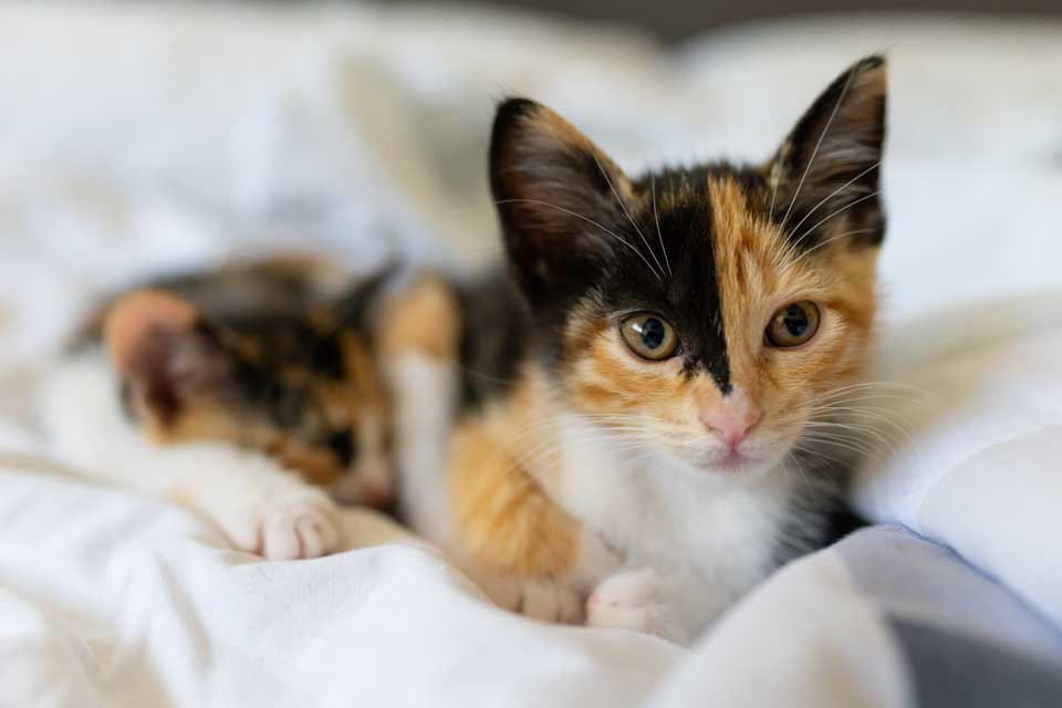 Pet Taxi Service in Goldsboro, NC