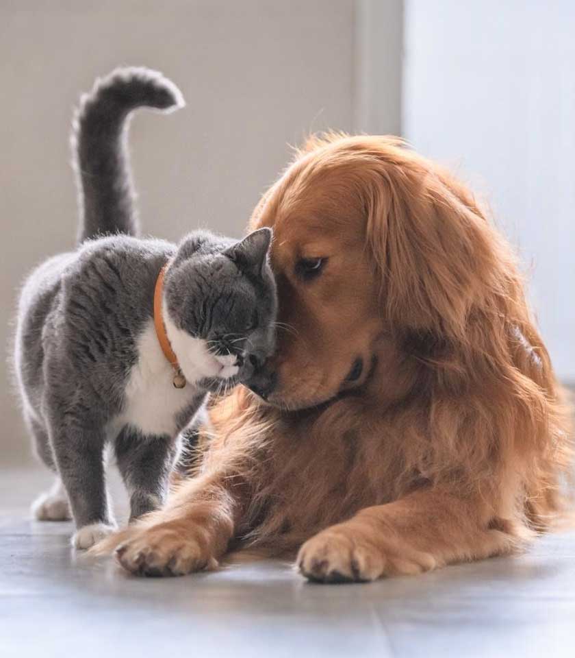 Pet Dental Care in Goldsboro, NC Pet Dental Care in Goldsboro, NC