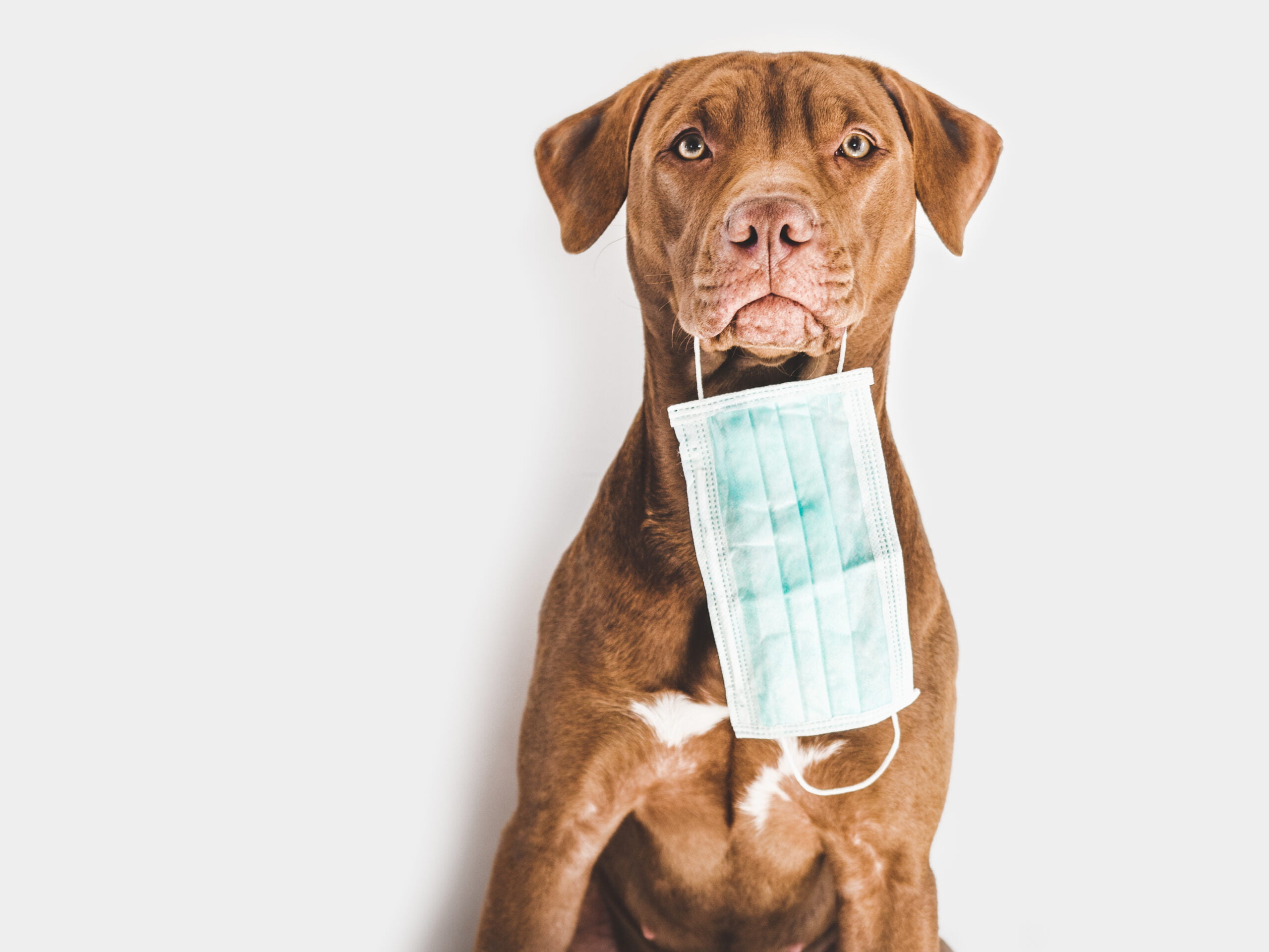 Pet Spay and Neuter in Goldsboro, NC