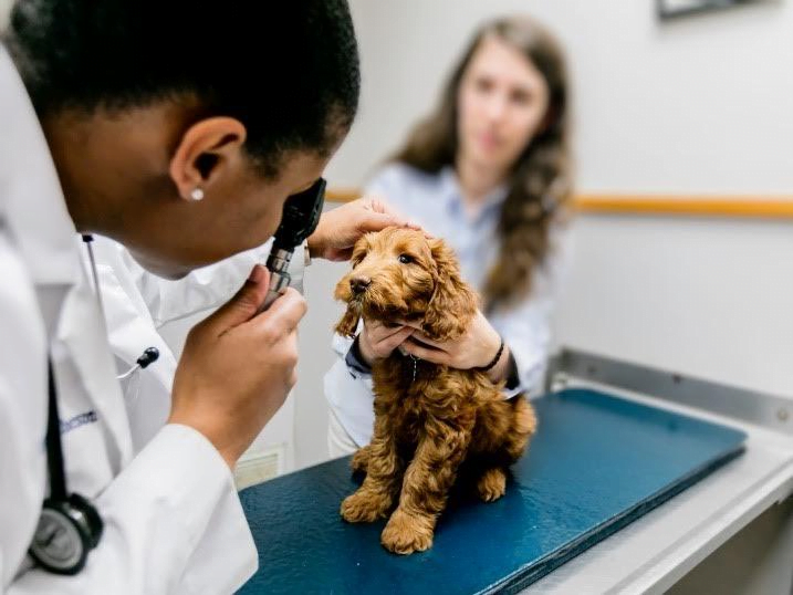 Mobile Veterinarian in Goldsboro, NC Mobile Veterinarian in Goldsboro, NC