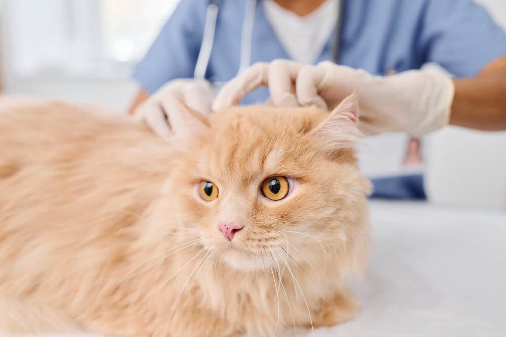 Cat being examined